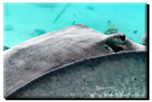 Moorea Stingray (Profile) on Canvas