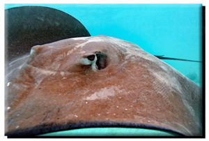 Moorea Stingray Selfie on Canvas