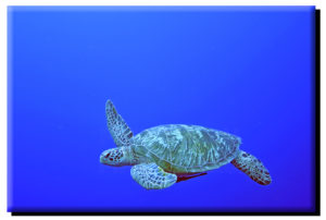 Palau Green Sea Turtle (1) on Metal