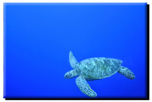 Palau Green Sea Turtle (2) on Metal