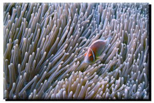 Pink Skunk Clownfish & Anemone on Canvas