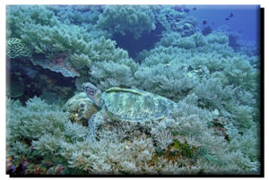 Palau Sea Turtle & Remora on Canvas