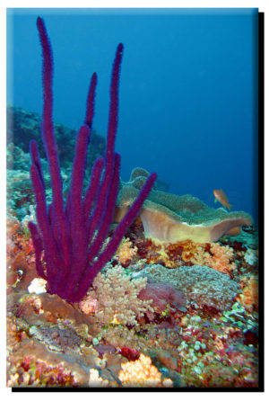 South Pacific Coral Reef on Metal