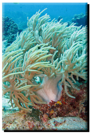 South Pacific Soft Coral on Metal