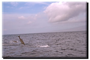 Spinner Dolphin Dive on Canvas