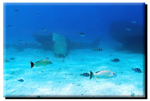 Tahiti Underwater Airplane Wreck on Canvas