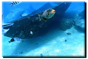 Tahiti Underwater Wreck & Triggerfish on Canvas