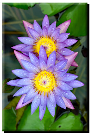 Water Lily Flowers on Metal