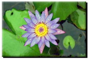 Water Lily Flower on Metal