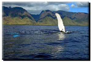 West Maui Fluke & Fin on Metal