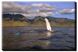 West Maui Fluke & Fin (2) on Canvas