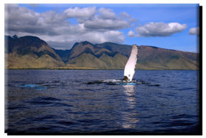 West Maui Fluke & Fin (3) on Canvas