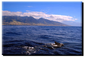 West Maui Humpback Whale Fin on Metal