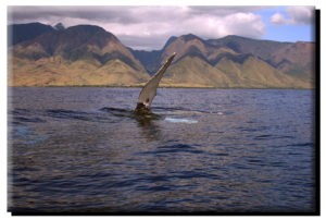 West Maui Humpback Whale Wave on Metal